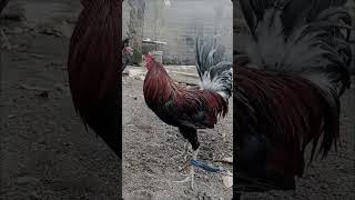 Ayam Tandu Ayam Lokal #UsaTornado #ayamfilipin #rooster