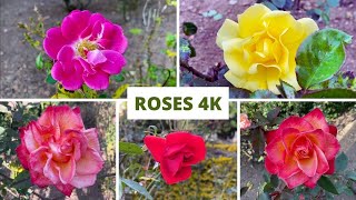 4K Ultra HD : Multicolour Roses for Ultimate Relaxation