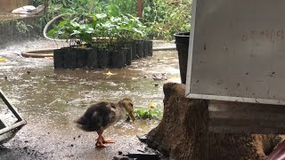 "Rainy Day Fun: Ducks Enjoying a Bath in the Rain | Cafe TV"