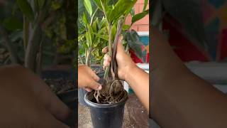 zz plant propagation method| root division or leaf propagation method#youtubeshorts #shorts #viral