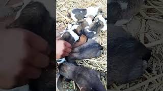 cute puppy viral video 😘😘 viral video YouTube 🐕🐕🐕🦮🦮🦮