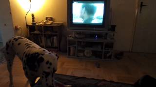 Dalmatian dog barks at a toy :)