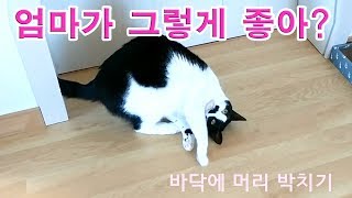 이름만 불러도 벌러덩 귀여운 고양이 박력 애교