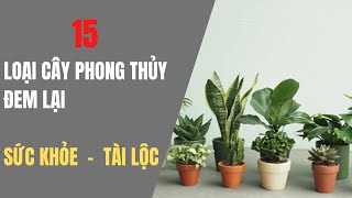 15 loại cây phong thủy đem lại sức khỏe và tài lộc