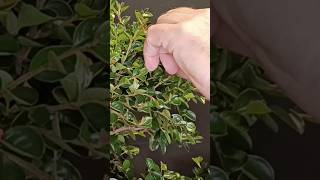 Pinzado bonsai cotoneaster, próximo video #bonsai