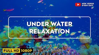 relaxing lofi music & underwater ambience 🎵 beats to relax/study to