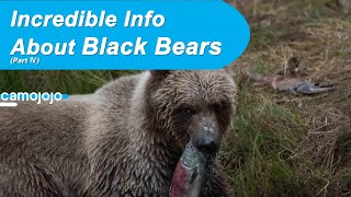 【Camojojo】Surprising Facts About Black Bears (Part Ⅳ)