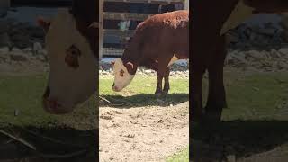 🐂🍴"Bovine Delight: A Brown and White Cow Munching on a Tree Branch"#BovineDelight #CowEating #Nature