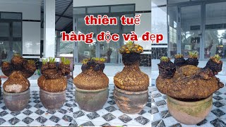 Thiên tuế hàng độc siêu đẹp "Cây Kiểng Quốc Cung "