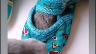 Смешные Коты в Тик Ток cute cats Tik Tok