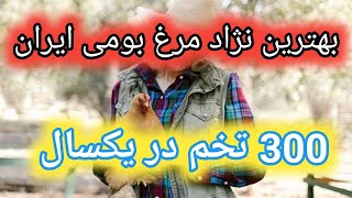 5 نژاد برتر مرغ بومی در ایران , بهترین مرغ بومی ایران , بیشترین تخمگذاری مرغ محلی , مرغ محلی