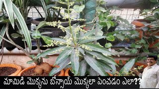 మామిడి మొక్కను బోన్సాయ్ మొక్కలా పెంచడం ఎలా?? || grow mango plant as Bonsai plant