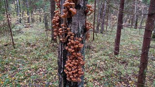 ОПЯТНА НА ДЕРЕВЬЯХ И МНОГО ПОДБЕРЁЗОВИКОВ В ПОДМОСКОВНОМ ЛЕСУ