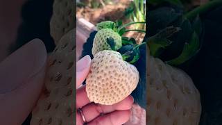 White Strawberry Langka #strawberry #shorts