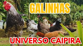 Galinhas Brahma, Sedosas e Caipira (TBT)