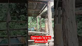 ไข้ขาแข็งไข้3 วัน สังเกตยังไง ถ้ารักษาไม่ทันวัวตายแน่นอน วัวป่วย วัวไม่สบาย #วัว #วัวไทย #วัวไทยบ้าน