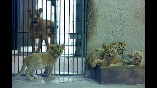 Nowi mieszkańcy śląskiego ZOO