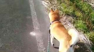 ゴエちゃんと散歩中… (イタチとの遭遇)