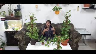 Golden money plant care(English)