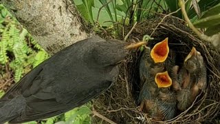 Bird Taking Care of Their Babies ❤️ #Shorts