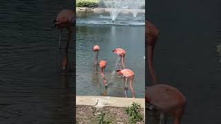 Are these Flamingos doing the Flamenco? #natureathome #flamingo #flamenco