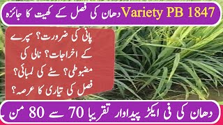 زیادہ پیداوار پی بی1847 Zada Paidawar | Best Crop | Kum Laghat @Ksstudio59