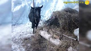 Подсказки, как сделать теплые грядки в огороде