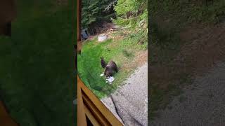 Bear with her two cubs looking for food in Rugova, Kosovo