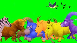 green screen animals stampede || animals stampede green screen || animal green screen cartoons