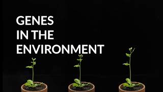 Genes in the Environment