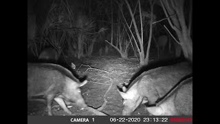 FLORIDA BOAR HUNT CATCH CLEAN COOK