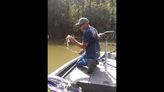 Fall Bass Fishing The 6th sense Crush Flat 75X Square Bill ( Arkansas )