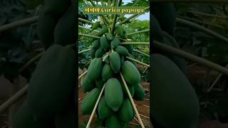 [나무] 파파야 농장 Carica papaya