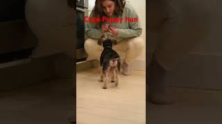 Cute Puppy Hun#cuteanimals #puppy#treding#funny#viralvideos