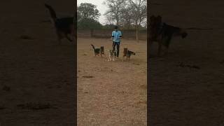 3 German Shepherd Dogs Power Testing 😱 #shorts #shortsyoutube  #germanshepherd #dogs #viral