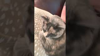 That Cat Techno Beat 😻🐈 #cat #cute #funny #ahorts