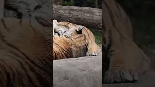 Tigers Cuddling While Lying on a Rock. #wildanimals #wildlife #wild #tigers #tiger