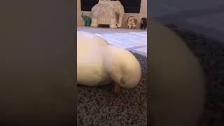 Duck falling asleep ❤️