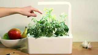 How to pollinate your plants: Click & Grow Smart Garden