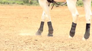 Lisa Nicholas for Iconoclast Equine Support Boots