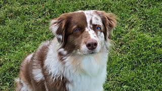 Ava and her Frisbee ❤️ Wigglebutts Adventures is live!