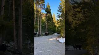 Beautiful nature views in Yellowstone National Park #shorts