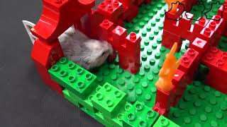 Cute Hamster Searching for Treasure in LEGO Maze   Will He be Able to Find all the Chests