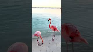 Pink Flamingo