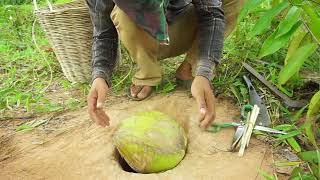 Deep Hole Quail Bird Trap Using Coconut