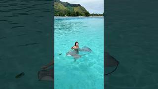 Swimming with Stingrays