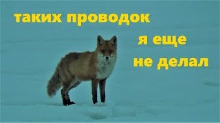 Winter fishing. Безмотылка муха с шариком. Плотва. Ice fox