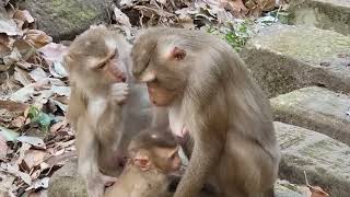 Families Pigtail monkeys relax time and enjoy monkey looks so adorable