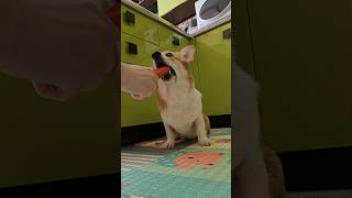 The corgi burst #corgi