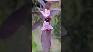 Purple Heart Plant with Cute Purple Flowers